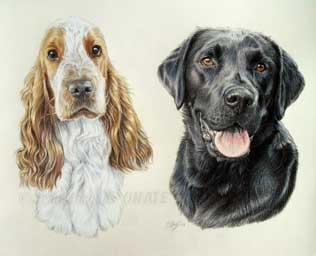 Portrait de cocker et labrador